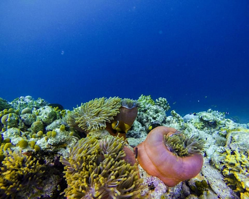 Vaali Beach & Dive Lodge Maldives фото 22